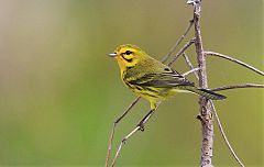 Prairie Warbler